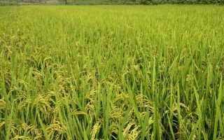 C兩優(yōu)727水稻品種簡介，秈型兩系雜交水稻品種