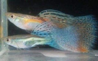 草尾孔雀魚好養(yǎng)嗎，屬于比較好養(yǎng)的觀賞魚