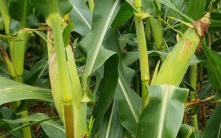 DF1309玉米種子簡(jiǎn)介，該品種適應(yīng)性強(qiáng)