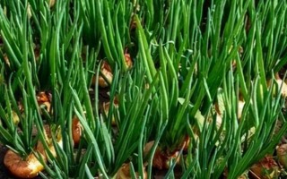 洋蔥的移栽技術(shù)，在定植前4-5天鋪地