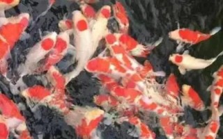 錦鯉潰爛的原因，可能是膚霉病或其它病菌感染導(dǎo)致的