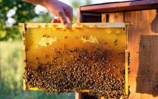 蜂王一天試飛多少次，試飛頻率通常為2-3次