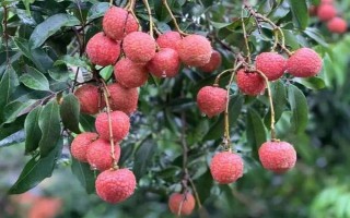 靈山香荔有什么特點(diǎn)，外皮深紅、果肉較厚、具有較高的可食率