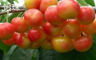 早紅珠櫻桃與福晨櫻桃品質(zhì)對比，早紅珠櫻桃一般更為優(yōu)質(zhì)