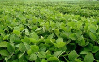 周豆34號大豆種子介紹，耐密型夏大豆品種