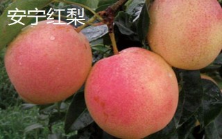 云南安寧市的特產(chǎn)，有龍山野生木耳、安寧紅梨等