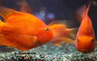 鸚鵡魚一直待在角落的原因，水溫水質(zhì)不佳、水中氧氣不足等因素均會導(dǎo)致