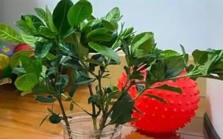 梔子花的水養(yǎng)方法，春秋季節(jié)每個(gè)星期換一次水