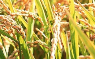 千鄉(xiāng)優(yōu)677水稻種子特點(diǎn)，注意防治稻瘟病