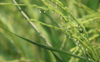魅兩優(yōu)601水稻種簡介，播種前宜用咪鮮胺浸種