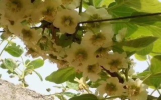 獼猴桃各個(gè)階段管理要點(diǎn)，不同階段的管理要點(diǎn)不同