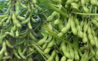 桂夏6號大豆品種簡介，畝密度1.3～1.5萬株為宜