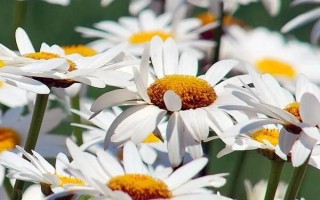 花朵的組成部分，主要包括花萼、花托、花冠等部位