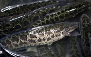 黑魚如何養(yǎng)殖，魚種長成后才能放入混養(yǎng)塘