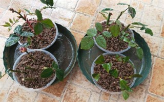 月季可以和什么樹嫁接，包括玫瑰、薔薇等品種