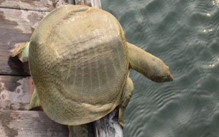 甲魚(yú)的宰殺方法，翻身后再砍斷脖子