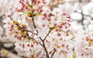 春天開哪些花，常見的有矮牽牛、杜鵑花等