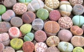 生石花如何換盆，可在生長季節(jié)換盆