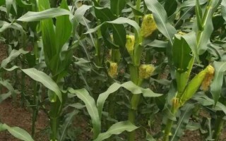 ZL217玉米種子特征特性，密度4200株/畝左右