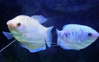 曼龍魚能和什么混養(yǎng)，能和月光魚、紅箭魚等混養(yǎng)