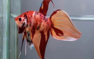 斗魚吃什么，動物性、植物性和合成飼料都吃