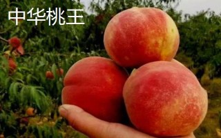 桃樹屬于哪種植物，是一種典型的被子植物