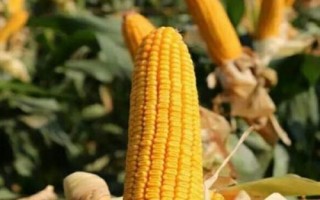 聚隆177玉米品種的特性，適宜播種期3月底至5月底