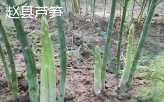 河北趙縣的特產(chǎn)，雪花梨栽培歷史悠久