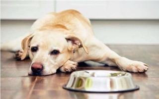 狗狗抑郁癥的常見表現(xiàn)，常表現(xiàn)為食欲下降、精神不振等