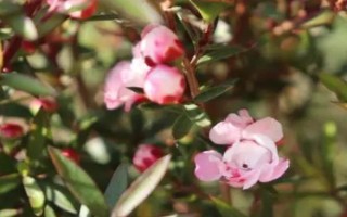 松紅梅的開花時間，自然開花期為晚秋至春末
