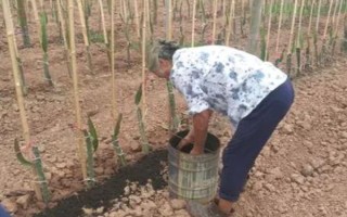 火龍果的主要產(chǎn)地，原產(chǎn)于中美洲的巴拿馬、哥倫比亞等地