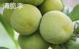 綠色的李子品種，常見的有蜂糖李、脫骨李等