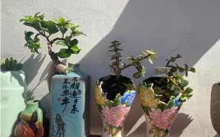 酒瓶怎么制作花盆，瓷器的玻璃的都適用