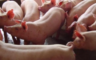 外三元豬和內(nèi)三元豬的區(qū)別，雜交方式不同
