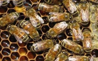 蜜蜂爬蜂病的種類和治療方法，包括蜜蜂螺原體病、蜜蜂孢子蟲病等類型