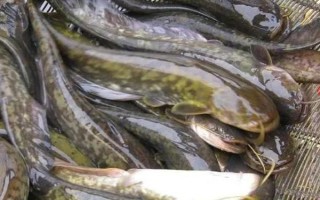 沒人吃八須魚的原因，肉質(zhì)粗糙口感不佳是主要原因之一