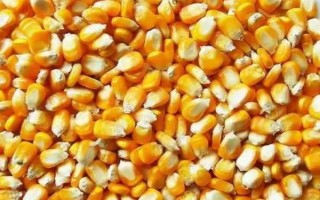 玉米的種植方法，首先要選擇合適的品種種植