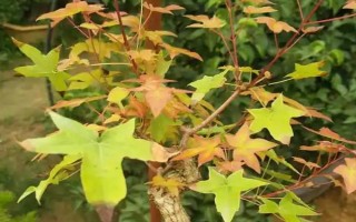 五角楓盆景的修剪方法，幼苗期剪除植株主枝頂端的枝葉