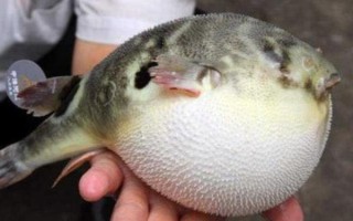 河豚的天敵是什么，常見天敵有石斑魚、狗母魚、裸胸鱔等