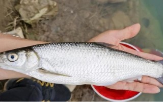 垂釣白條魚應(yīng)該釣浮還是釣底，屬于上層魚類一般可以釣浮