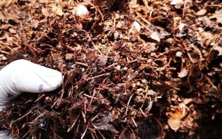 非洲茉莉能不能凈化空氣，具有一定的空氣凈化效果