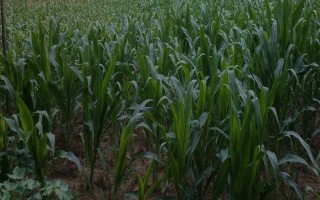 鑫科玉2號玉米品種的特性，在適應(yīng)區(qū)5月5日左右播種