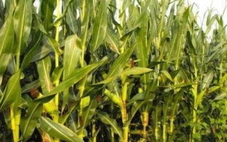 申科甜603玉米品種的特性，注意防治地老虎和玉米螟