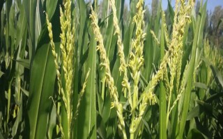 君實658玉米品種簡介，適宜播期4月中下旬
