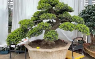 裸子植物種子的形成過(guò)程，完成授粉后就能生長(zhǎng)出種子