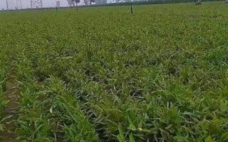 半夏種子的價格與種植技術(shù)，市場售價一斤大約需要35-50元左右
