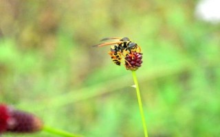 哪些蜜蜂產(chǎn)出的蜂蜜品質(zhì)最好，包括中蜂、意蜂、黑蜂等品種