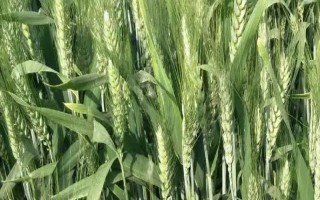 隴中5號小麥種子介紹，9月中下旬播種