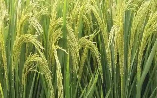 吉優(yōu)353水稻種子特點(diǎn)，大田每畝用種量5千克