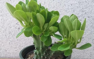 麒麟掌有毒嗎，其汁液有毒